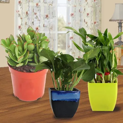 Premium Selection of 3 Indoor Plants