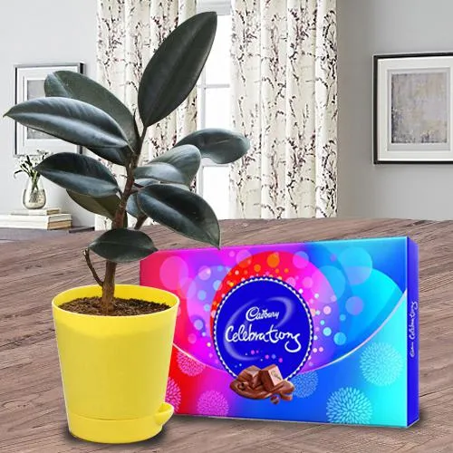 Attractive Potted Rubber Plant with Cadbury Chocolates
