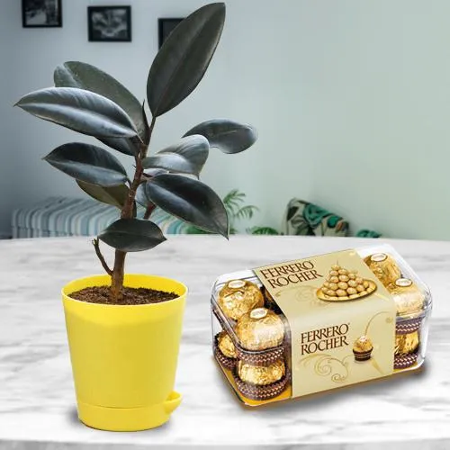Classic Gift Pack of Potted Rubber Plant N Chocolates