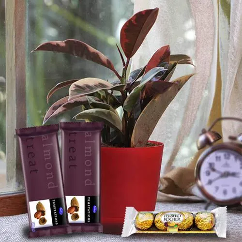 Fantastic Duo of Potted Rubber Plant N Chocolates