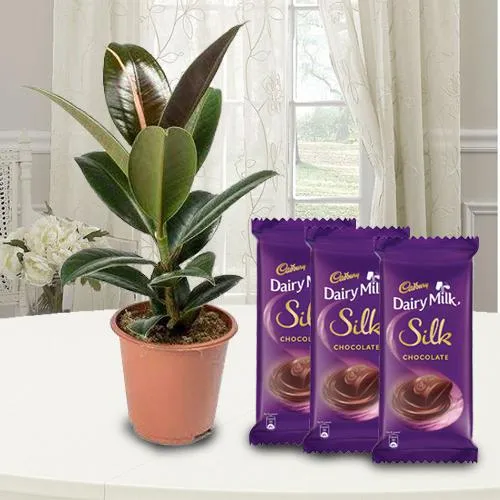 Exquisite Chocolate Gift N Potted Rubber Plant Duo