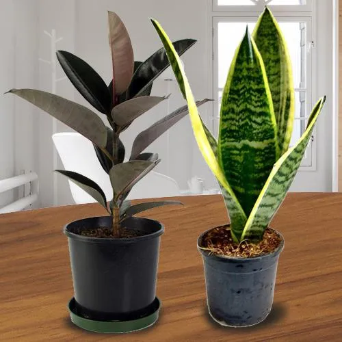 Captivating Gift Selection of Air Cleaning Plants