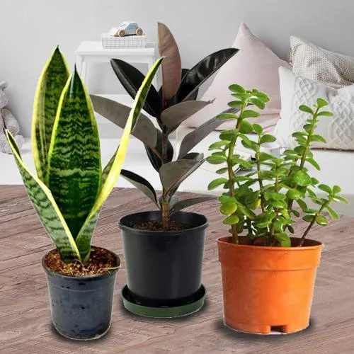 Aesthetic Indoor Present of 3 Air Purifying Plants