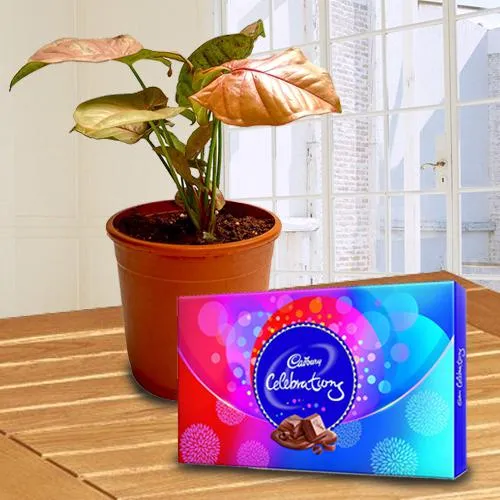 Blooming Air Purifying Syngonium Plant with Chocolates