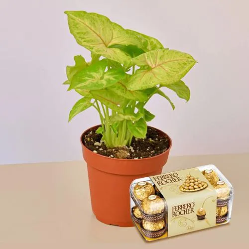 Exquisite Combo of Chocolate Box with Air Purifying Plant