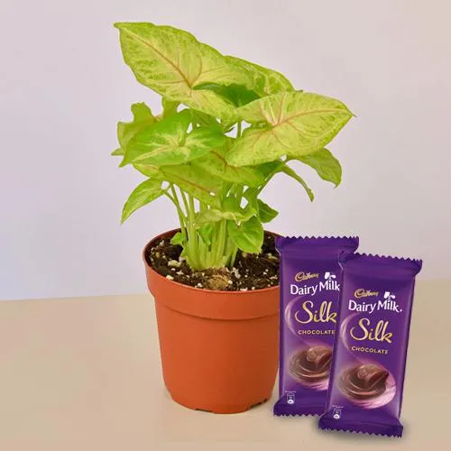 Delicious Chocolate Pack with Air Cleaning Indoor Plant