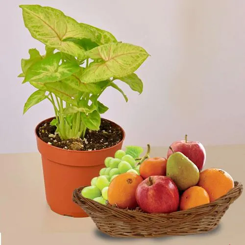 Premium Selection of Indoor Gift Plant with Fresh Fruits