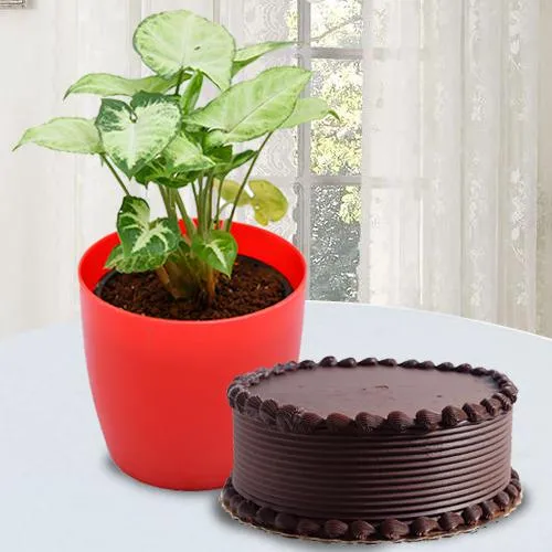 Delightful Gift of Chocolate Cake with Syngonium Plant