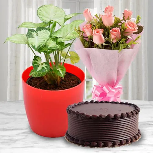 Beautiful Combo of Pink Rose Bouquet with Cake N Indoor Plants