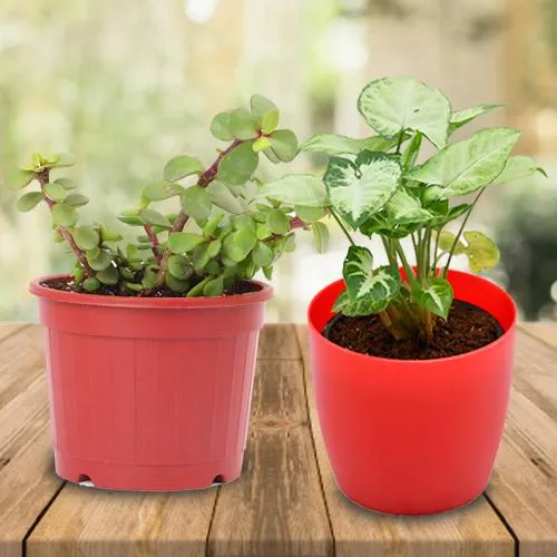 Decorative Syngonium Plant N Jade Plant in a Plastic Pot