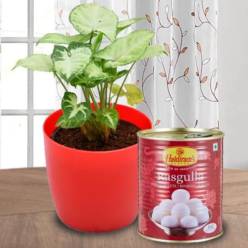 Vibrant Present of Syngonium Plant with Haldiram Rasgulla