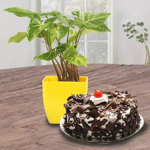 Blossom-Filled Syngonium Plant N Black Forest Cake Combo