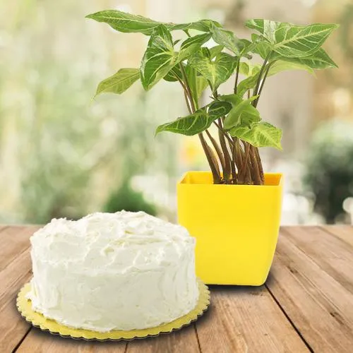 Beautiful Present of Tasty Vanilla Cake with Syngonium Plant