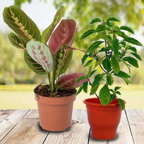 Premium Gift Set of 2 Live Indoor Plants