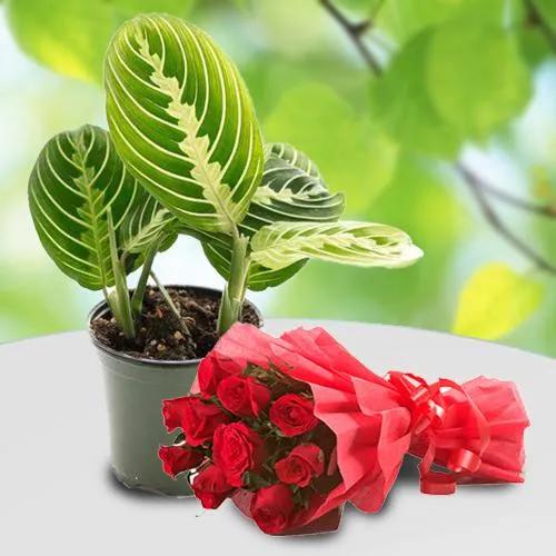 Nurturing Maranta Prayer Air Purifying Plant with Red Roses Bouquet