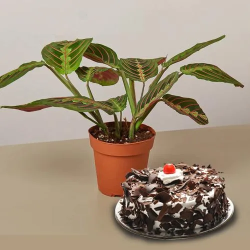 Bright Gift of Indoor Maranta Prayer Live Plant with Cake