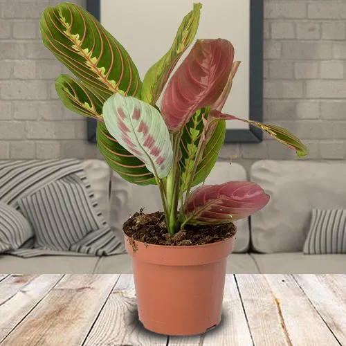 Premium Selection of Maranta Prayer Plant in a Plastic Pot