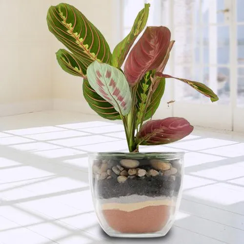 Elegant Indoor Decor Maranta Prayer Plant in a Pot