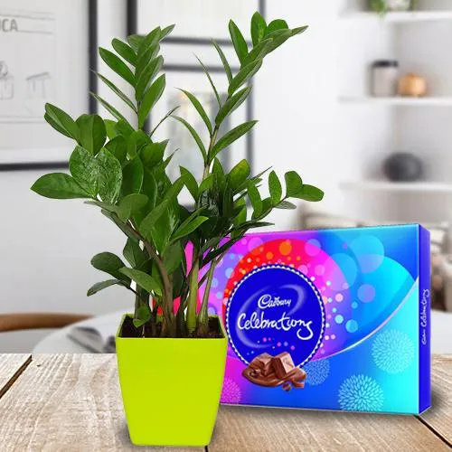 Charming Air Purifying Indoor Plant N Chocolate Combo