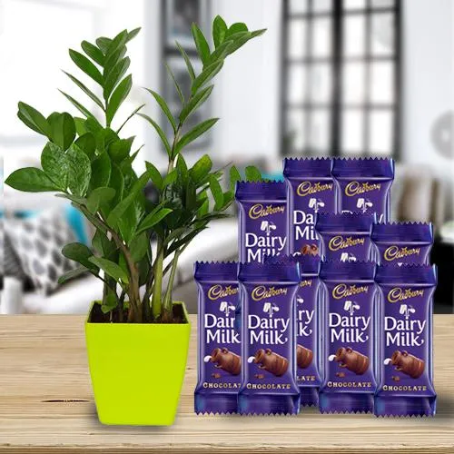Go Green Air Purifying Zamia Plant with Chocolates Pack
