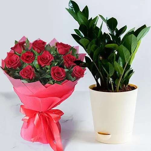 Healthy Live Zamia Plant with Red Rose Arrangement