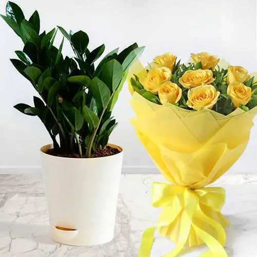 Special Combo of Zamia Indoor Plant N Yellow Roses Arrangement