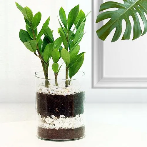 Evergreen Air Purifier Zamia Plant in a Pot