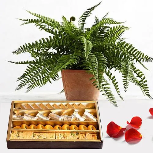 Attractive Combo of Boston Fern Air Purifier Plant N Sweets