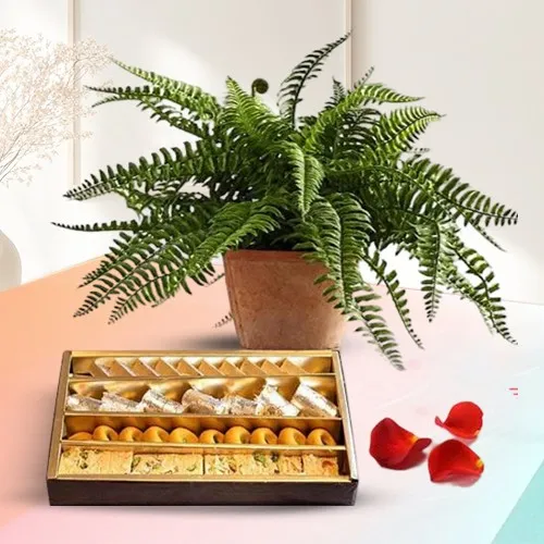 Attractive Combo of Boston Fern Air Purifier Plant N Sweets