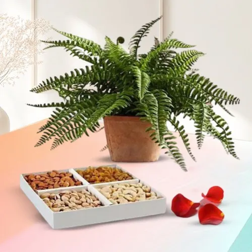 Go Green Air Purifier Bostern Fern Pot N Dry Fruits Combo