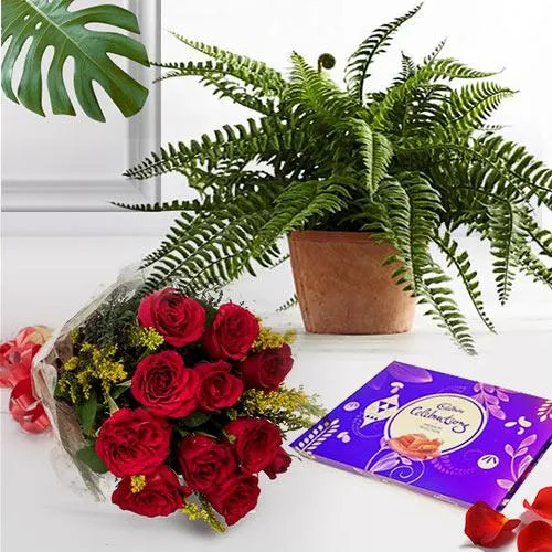 Succulent Indoor Plant N Flowers Combo with Chocolates