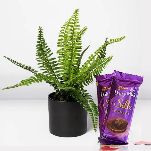 Colorful Bostern Fern Potted Plant N Chocolate Gift Pack