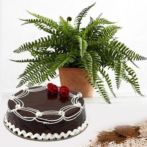 Eye-Catching Bostern Fern Indoor Plant with Chocolate Cake