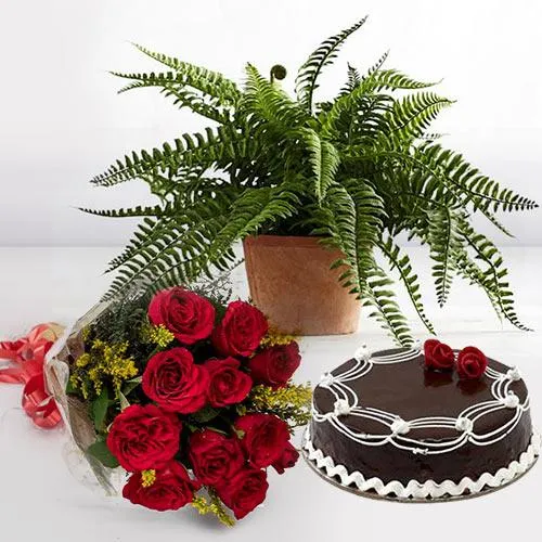 Festive Arrangement of Red Roses with Indoor Live Plant N Cake
