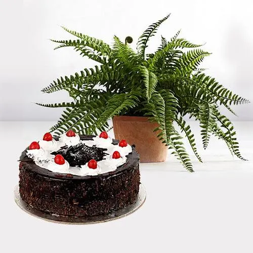 Blossoming Air Purifier Live Plant in a Pot with Cake Gift Combo