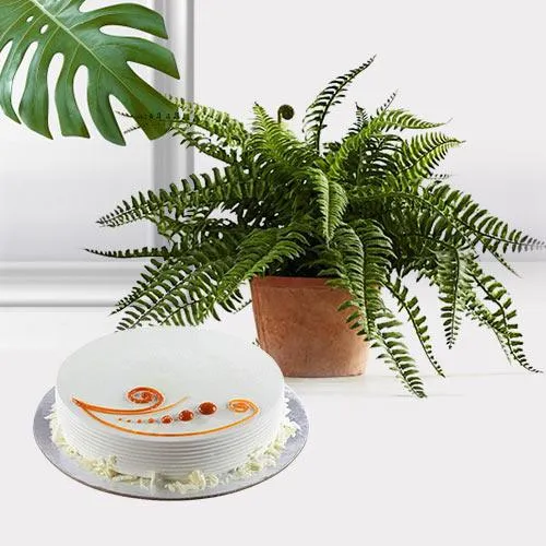 Festive Present of Bostern Fern Air Purifier Plant with Cake