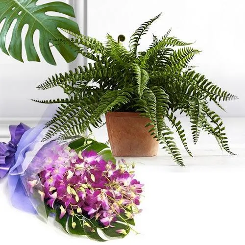 Colorful Combo of Bostern Fern Plant with Orchids Bouquet