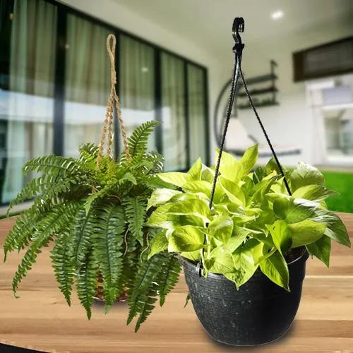 Classic Gift of Indoor Hanging Bostern Fern with Money Plant