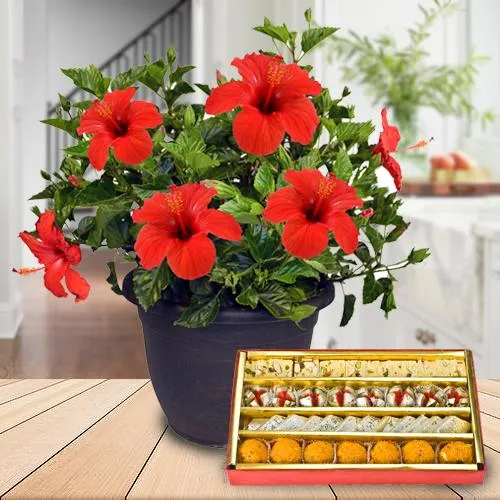 Delightful Combo of Hibiscus Plant with Mix Sweets Pack