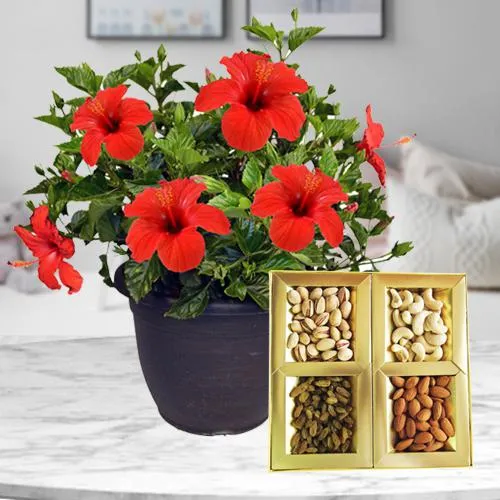 Premium Gift of Potted Hibiscus Plant with Dry Fruits
