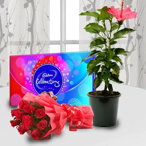 Splendid Combo of Potted Plant, Chocolate N Red Rose Bouquet