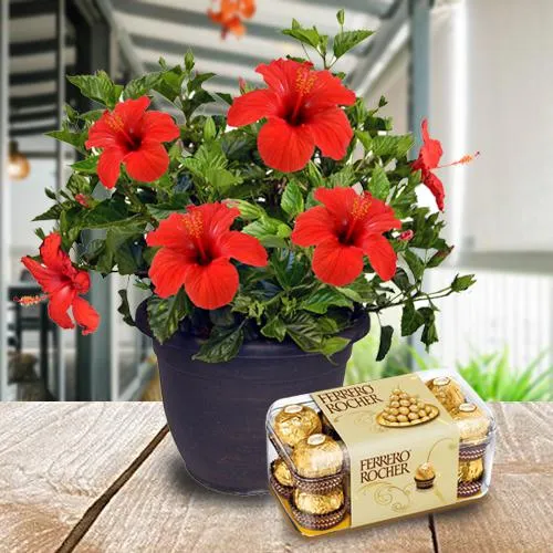 Enchanting Tropical Hibiscus Plant N Chocolate Box Gift Combo