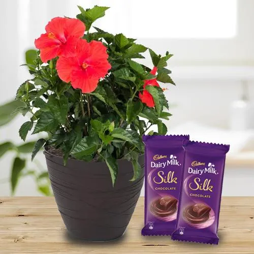 Evergreen Hibiscus Flower Plant with Dairy Milk Silk<br>