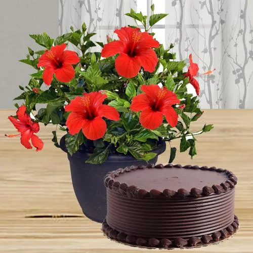Blooming Selection of Lively Hibiscus Planter with Cake