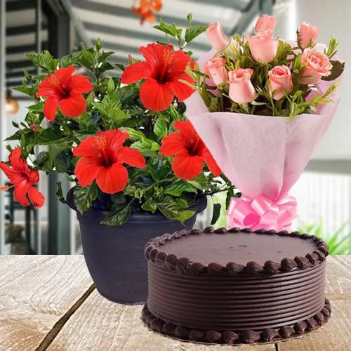 Festive Gift of Hibiscus Plant with Cake N Roses