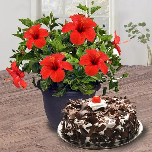Classic Gift of Hibiscus Plant with Black Forest Cake