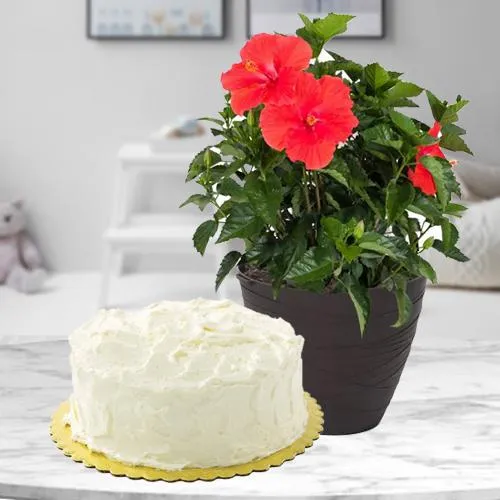Hue of Green Hibiscus Plant with Vanilla Cake Gift