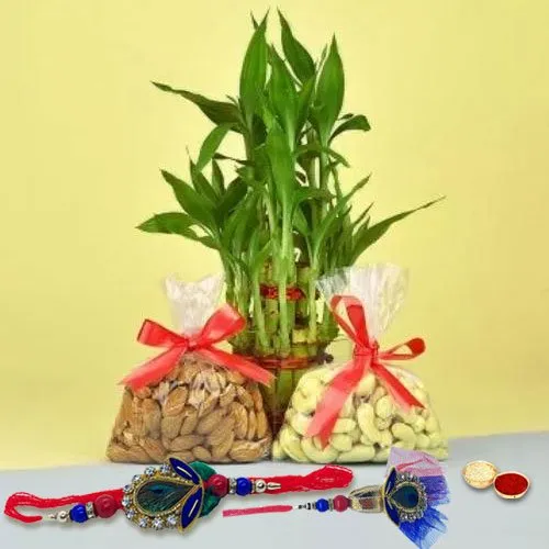 Attractive Bhai Rakhi with Dry Fruits n Bamboo Plant