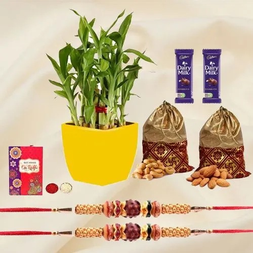 Classy Combo of 2 Rudraksha Rakhi N 2 Tier Bamboo Plant