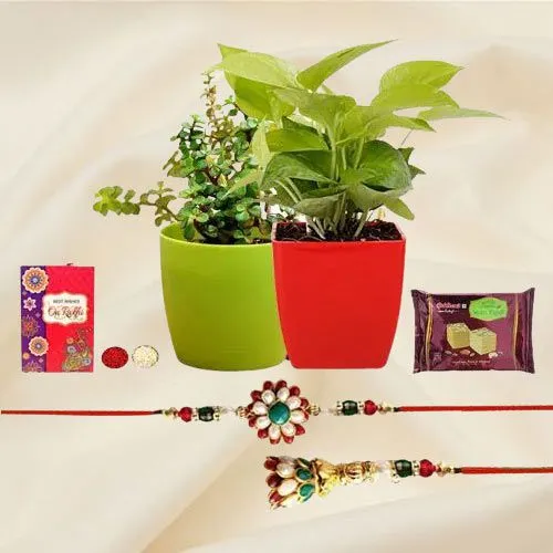 Delightful Money N Jade Plant with Bhaiya Bhabhi Rakhi